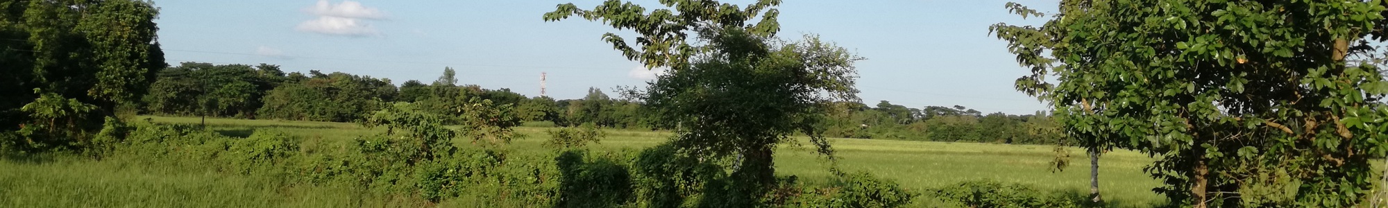 A Healthy Ecosystem In Hathazari, Chittagong, Bangladesh